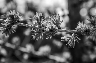 siyah - çiçekli dalın beyaz fotoğrafı