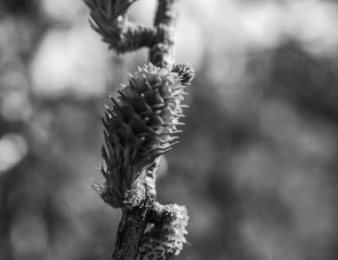 bir dalda çam kozalakları