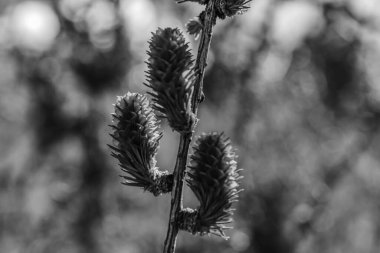 Ormandaki siyah ve beyaz otlar