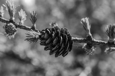 siyah ve beyaz çam dalı