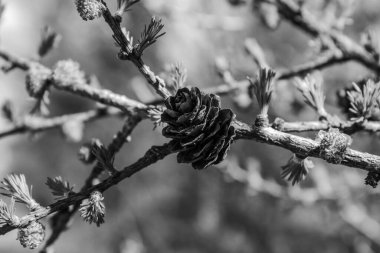 bir ağacın siyah beyaz fotoğrafı