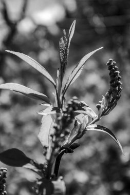 Güzel botanik çekimi, doğal desen.