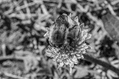 Çiçekteki bir arıyı yakından çek.