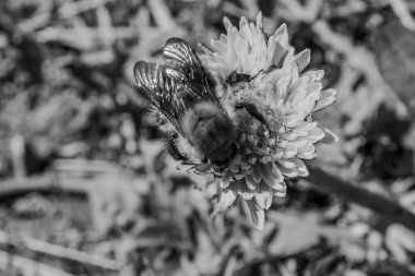 Bahçedeki çiçekteki güzel arı