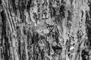 Ağaçtaki örümcek.