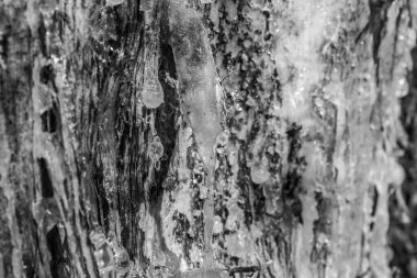 Bir ağaç kabuğuna yakın.