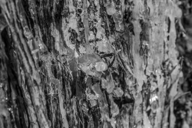 Ağaç gövdesi, kapat - kapat