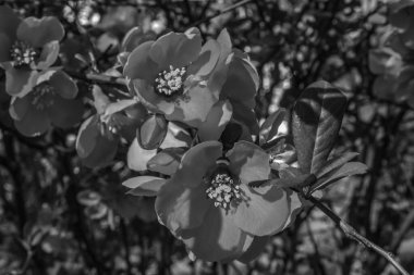 Bahçedeki güzel çiçekler