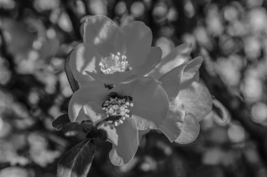 Güzel çiçekler, doğa arka planı.