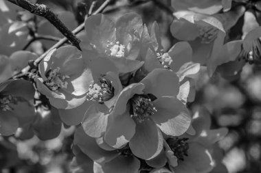 Bahçedeki güzel çiçekler