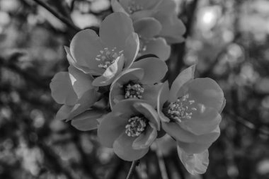 Bahçedeki güzel çiçekler