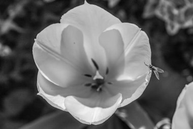 Beyaz arkaplanı olan bir çiçeğin dikey görüntüsü.