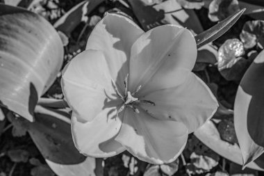 beyaz ve siyah çiçekler ve bir ağacın yaprakları