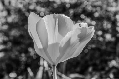 Bahçedeki beyaz laleler