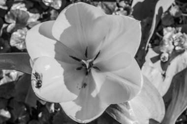 siyah ve beyaz çiçekler ve bir ağacın yaprakları