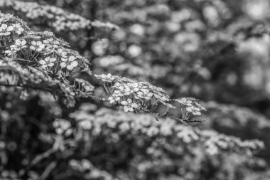 Bahçedeki siyah beyaz çiçekler