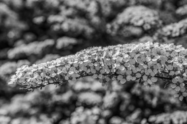 Beyaz çiçekleri siyah ve beyaz olarak kapat