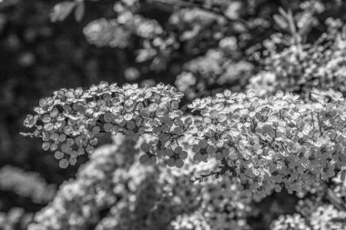 Güzel botanik fotoğrafı, doğal duvar kağıdı.