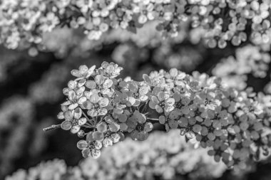 Bahçedeki siyah beyaz çiçek