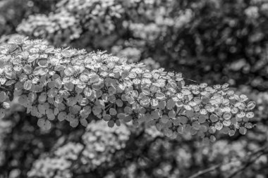 Bahçedeki güzel çiçekler