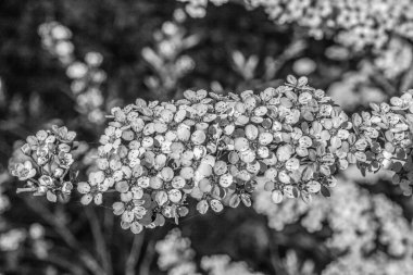 Ormandaki bir ağacın siyah beyaz fotoğrafı.