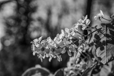 Bahçede güzel bahar çiçekleri