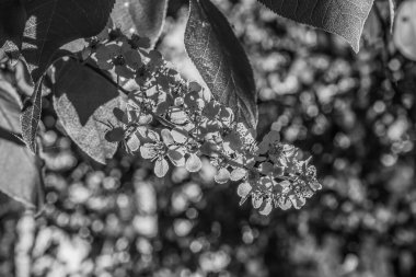 Güzel botanik fotoğrafı, doğal duvar kağıdı.