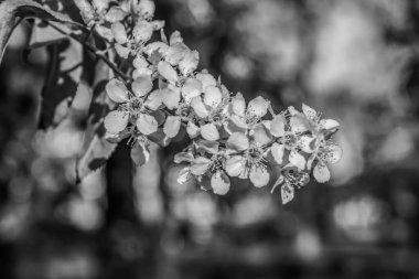 Siyah arkaplanı olan beyaz çiçeği kapat