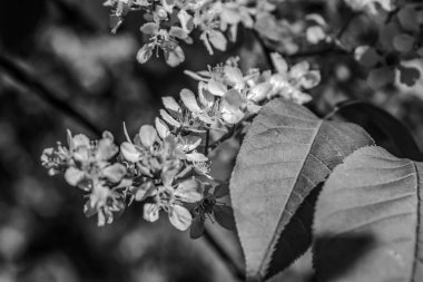 Doğada güzel bahar çiçekleri