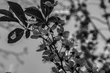 Macro photo, Animals, Nature, urope, Eastern Europe, Romania   