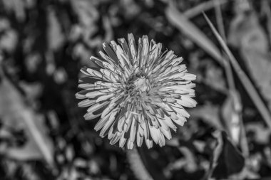 Macro photo, Animals, Nature, urope, Eastern Europe, Romania   
