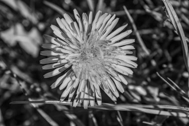 alanındaki beyaz Karahindiba çiçeği