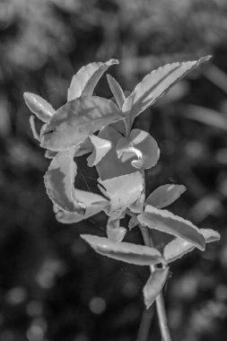 Güzel botanik fotoğrafı, doğal duvar kağıdı.