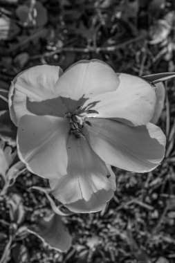 Bahçede beyaz çiçekler