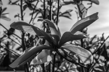 Güzel botanik fotoğrafı, doğal duvar kağıdı.