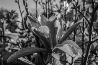 Parktaki bir ağacın siyah beyaz fotoğrafı.