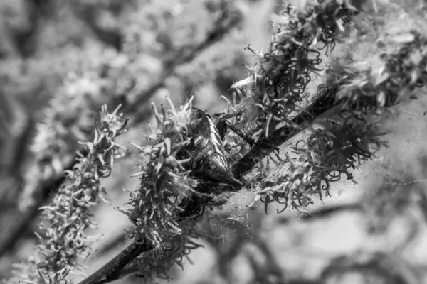 siyah ve beyaz arkaplan