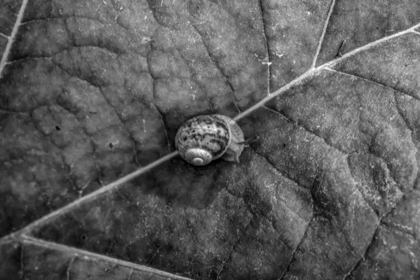 Bir salyangoza yaklaş.