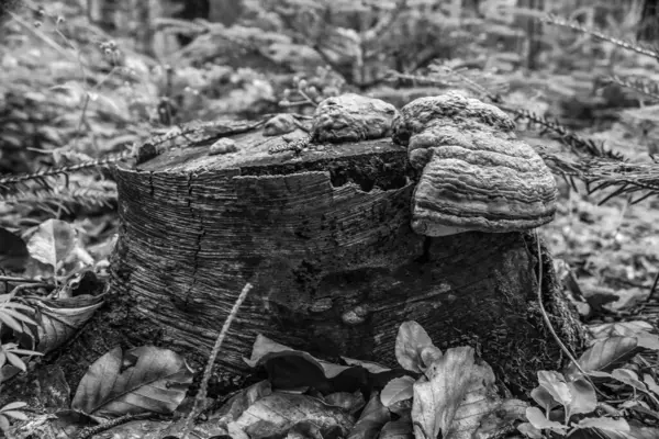 Ormandaki eski ahşap ev