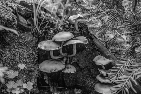 Ormanda büyüyen mantarlar