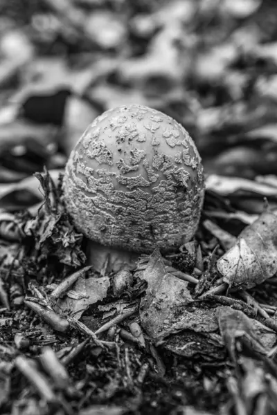 Ormandaki genç bir kadının siyah beyaz fotoğrafı.