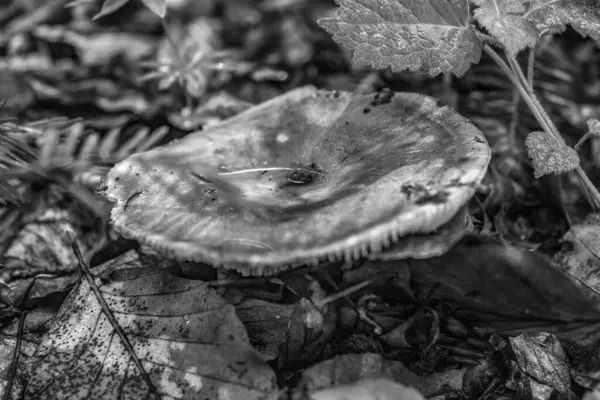 Ormanda siyah beyaz mantar