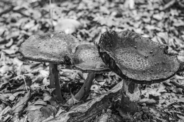 Mantarın siyah beyaz fotoğrafı