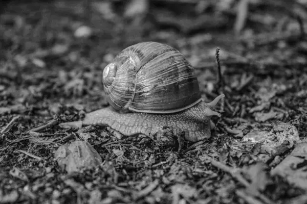 Ormanda yerde salyangoz var.