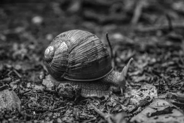 Bahçedeki salyangoz. siyah ve beyaz.