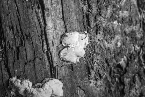 Ahşap arkaplanı kapat