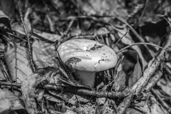 Bahçede büyüyen mantarın yakın plan çekimi.