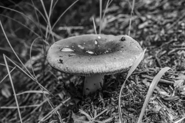 Çimlerin üzerinde siyah mantar