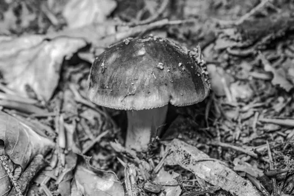 Macro photo, Animals, Nature, urope, Eastern Europe, Romania   