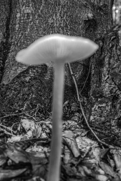 Ormanda mantar yetişiyor.